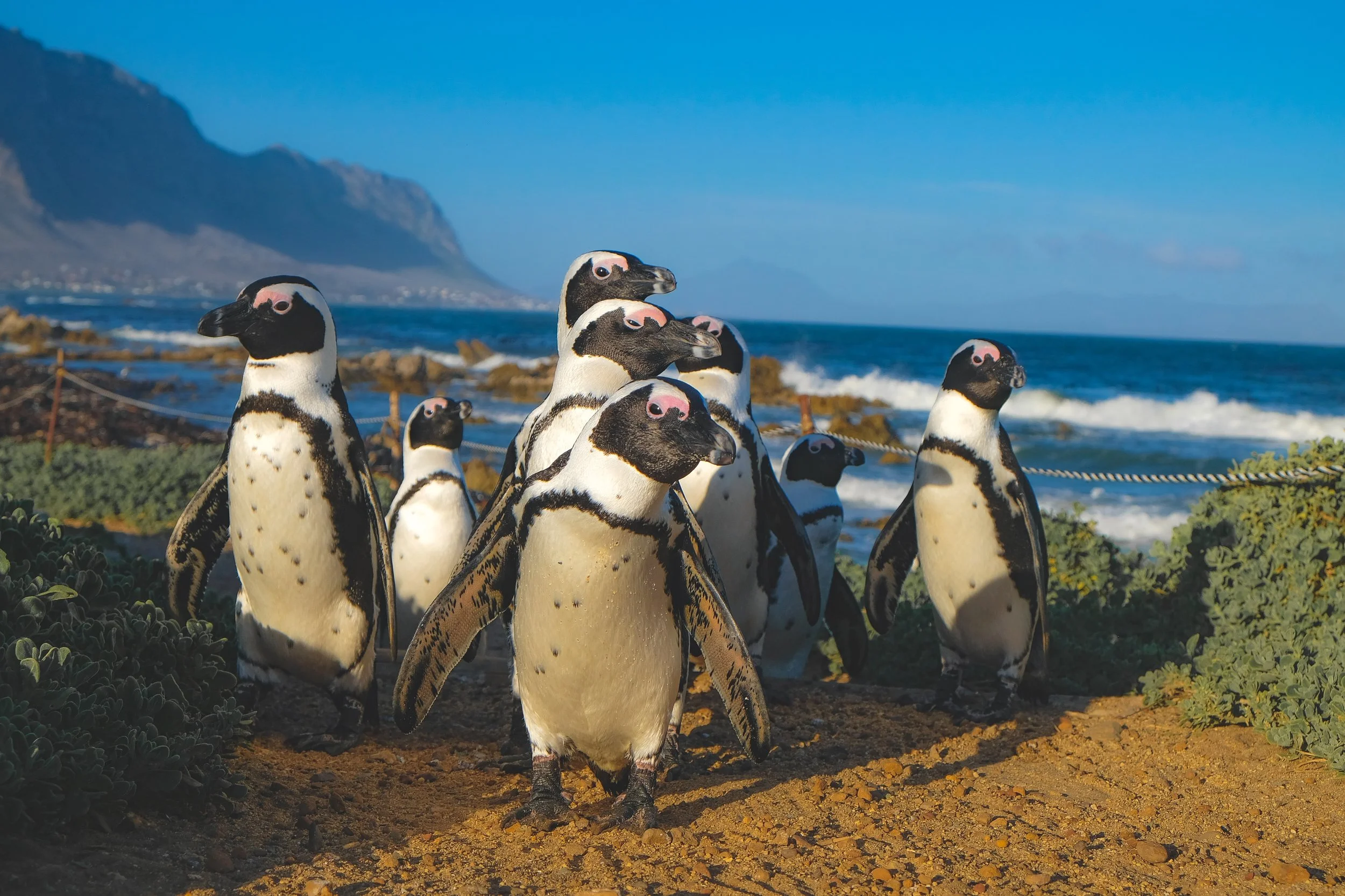Cape Town 9